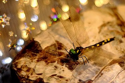 Dragonflies: Giants of the Past